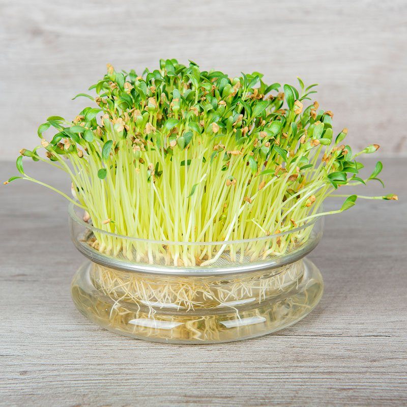 Easy-sprout kweekset kiemgroenten